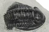 Scarce, Spiny Proetid Trilobite (Phaetonellus) - Morocco #242143-1